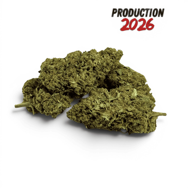 Fleur de CBD Super Silver Haze Indoor