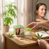 PALACIO Crème Visage au Chanvre 50 ml – Soin Régénérant 24h