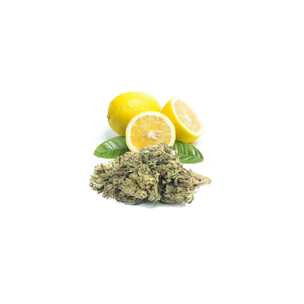 LEMON HAZE  Fleur de CBD