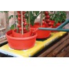 Halos de Plantes (Ensemble de 3) Rouge