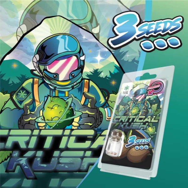 3 Graines Critical Kush FÉMINISÉE | Plant of Life